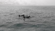Orcas_November_Miro.jpg
