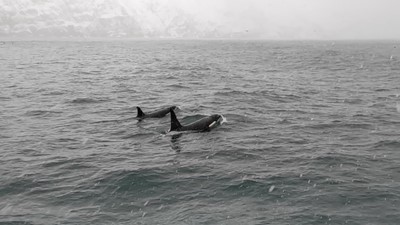 Orcas spotted by Gentle Giants Whale Watching in Húsavík Iceland