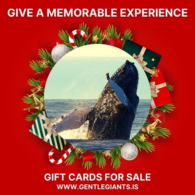 Christmas gift cards for whale watching from Húsavík Iceland