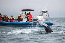 1. Annual report 2021 RIB humpback fluke Koen.jpg
