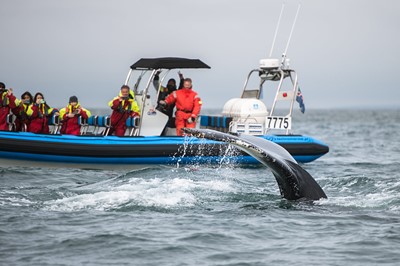 Annual report 2021 - Gentle Giants Whale Watching - Húsavík, Iceland