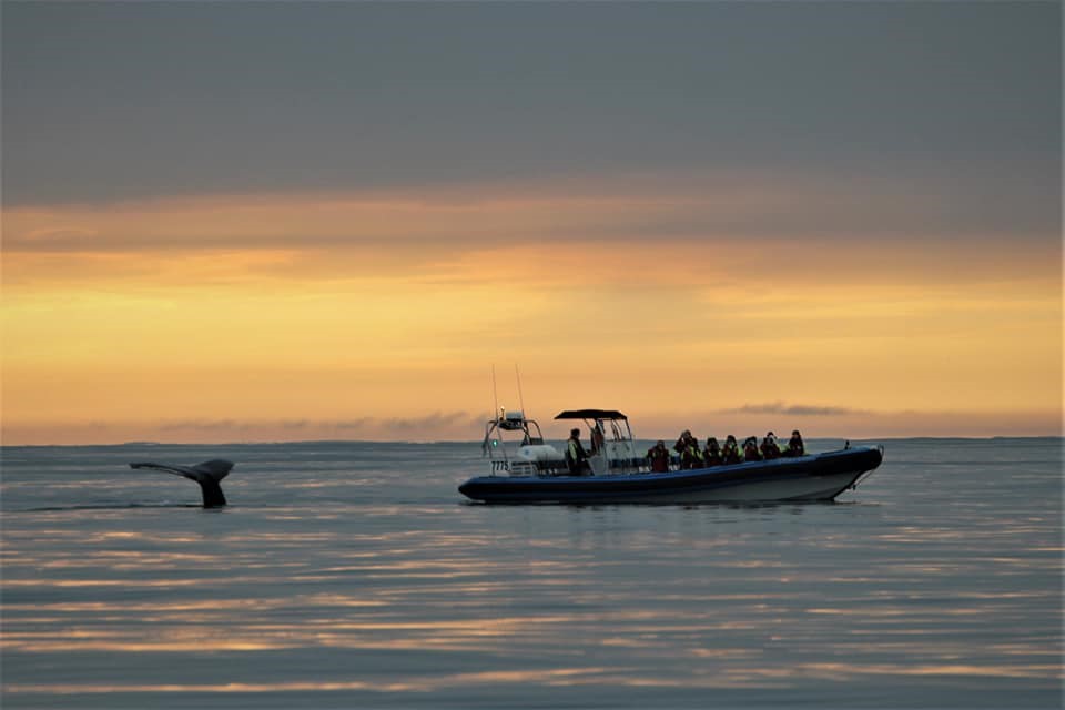 Annual report 2021 - Gentle Giants Whale Watching - Húsavík, Iceland - Humpback whale fluke and RIB speedboat