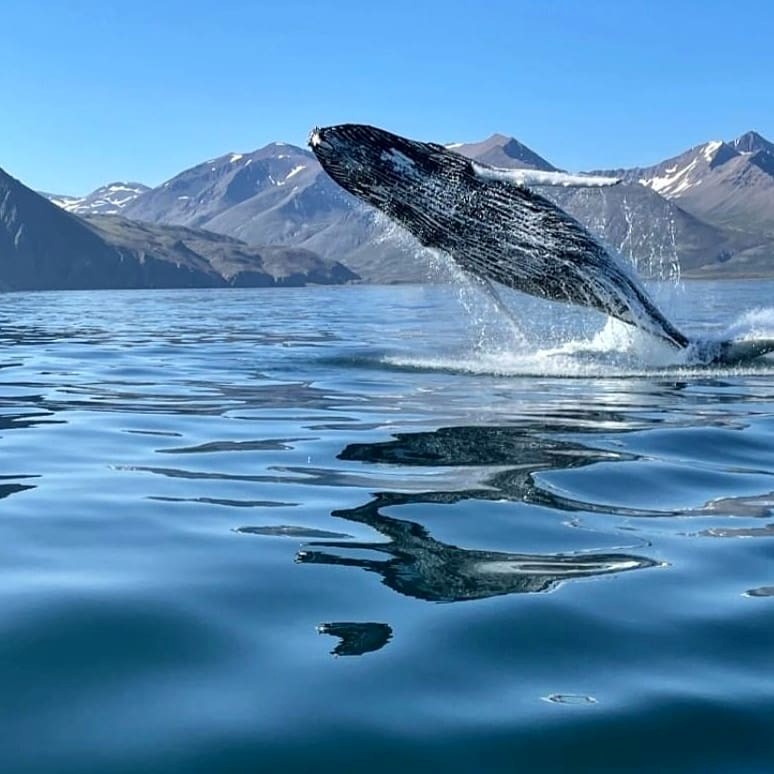 Annual report 2021 - Gentle Giants Whale Watching - Húsavík, Iceland - Breaching humpback