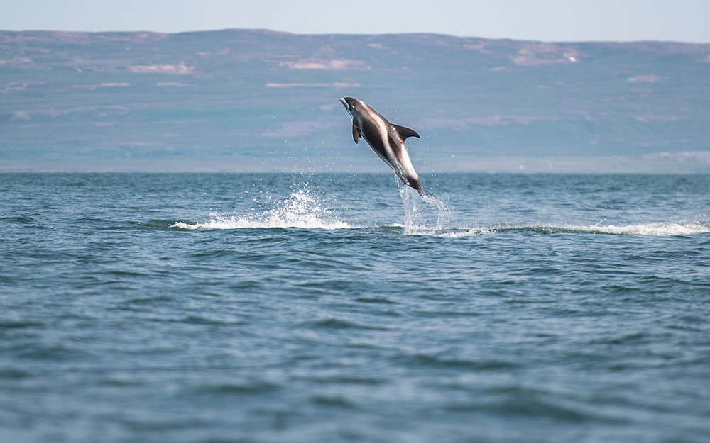 Annual report 2021 - Gentle Giants Whale Watching - Húsavík, Iceland - White beaked dolphins jumping