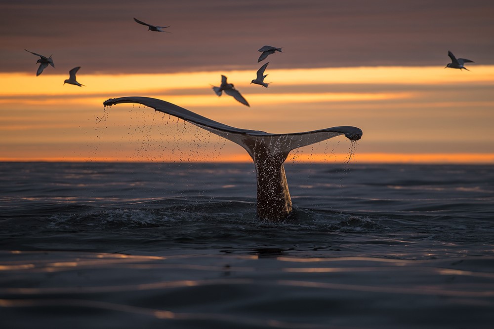 Annual report 2021 - Gentle Giants Whale Watching - Húsavík, Iceland - Beautiful humpback fluke in the midnight sun Skjálfandi Bay