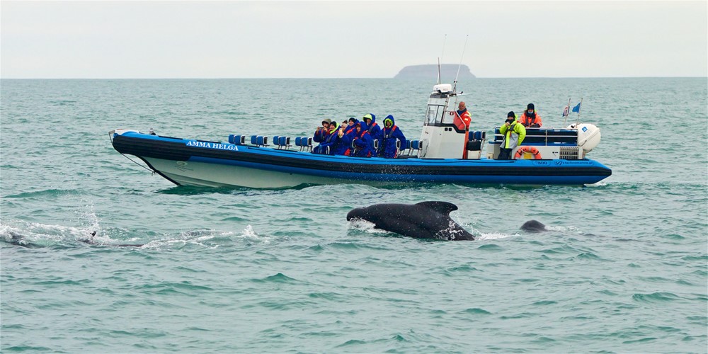 Long-finned pilot whales Skjálfandi Bay Húsavík Iceland - Gentle Giants Whale Watching
