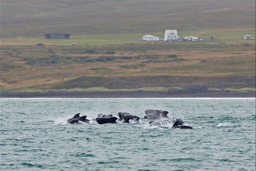 Long-finned pilot whales Skjálfandi Bay Húsavík Iceland - Gentle Giants Whale Watching