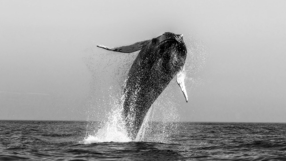 Humpback whale Skjálfandi Bay Rui Duarte