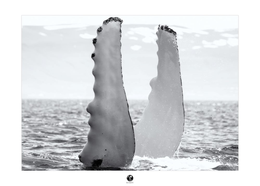 Rui Duarte humpback flippers.jpg