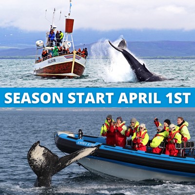 Gentle Giants Whale Watching Húsavík Iceland Season Starting