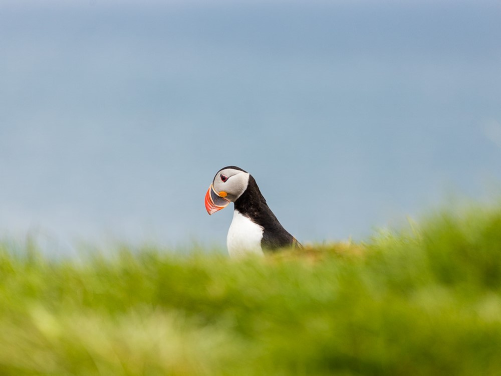 Atlantic puffins in the Flatey colony