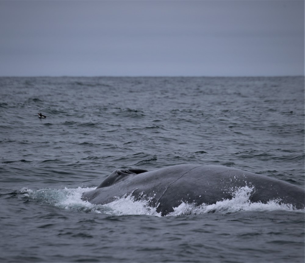bluewhale_puffin_vittoria