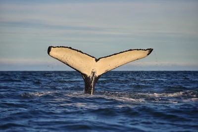 golden whale fluke
