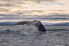 SA_November whales 4.jpeg